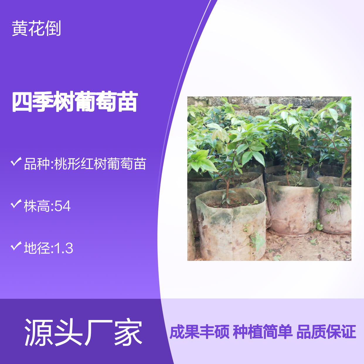 四季树葡萄苗 嫁接繁殖 高效种植 产地直供 多次结果
