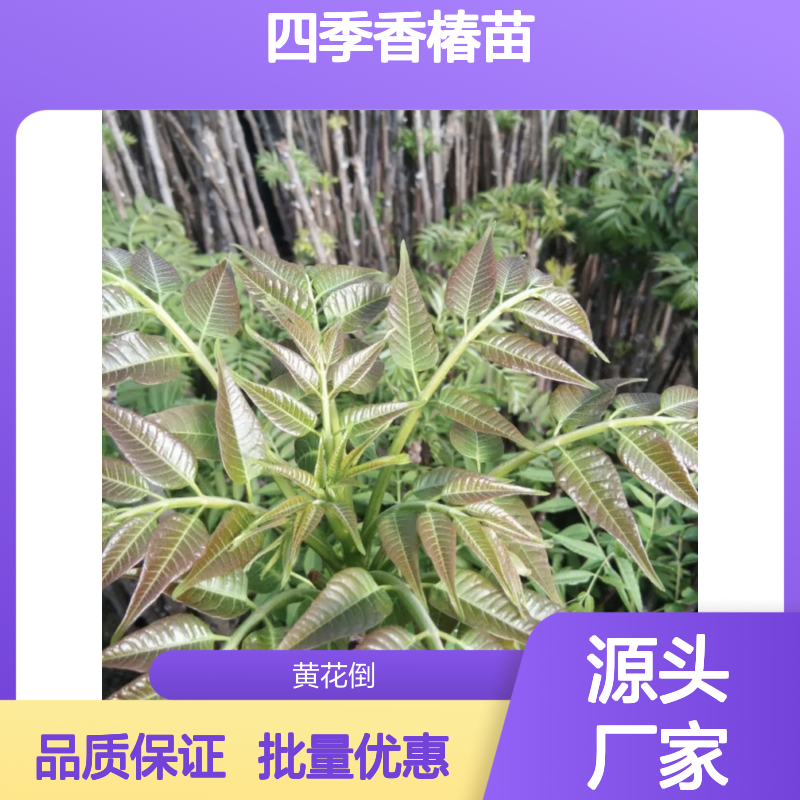 四季香椿苗 百亩种植园直供 批发优选 速生高产