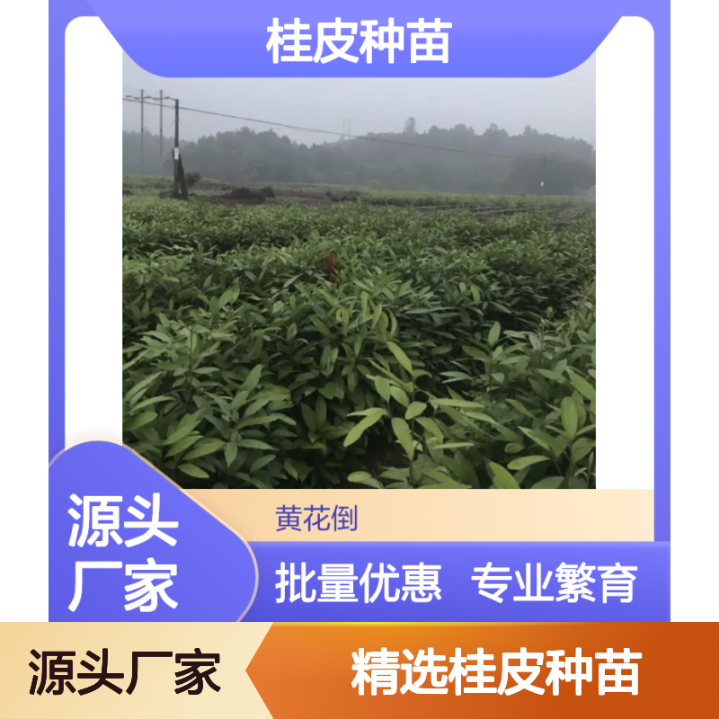 精选桂皮种苗 种植园专供 繁育技术成熟 批发优选