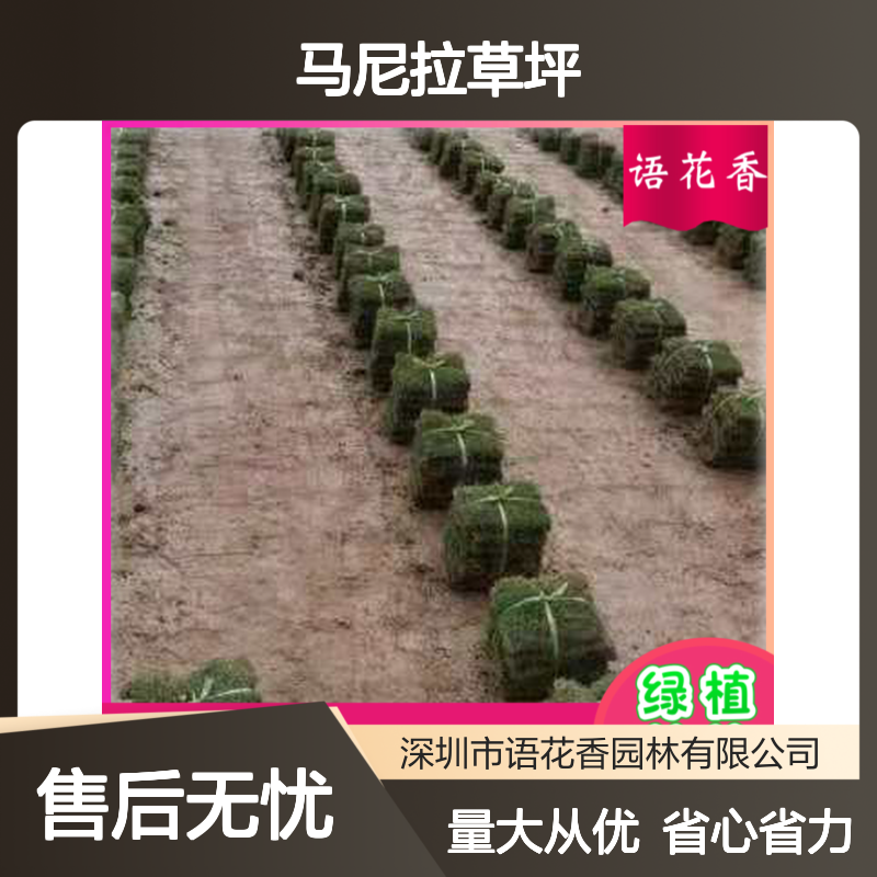 马尼拉草坪 精品混播四季常绿 耐修剪易养护 园林景观优选