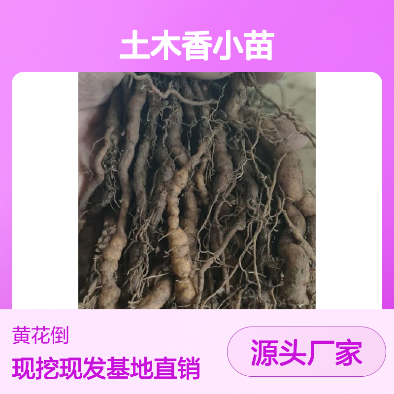 优质土木香小苗 批量供应中 种植专业 管理规范