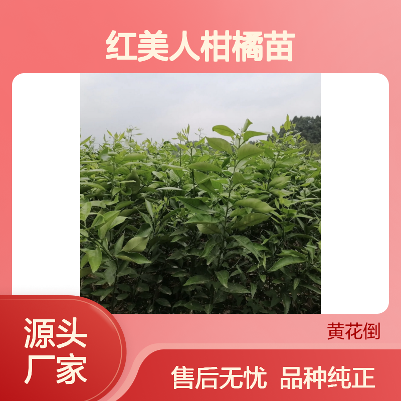 红美人柑橘苗 优质果树苗木 高糖香气 易于剥皮