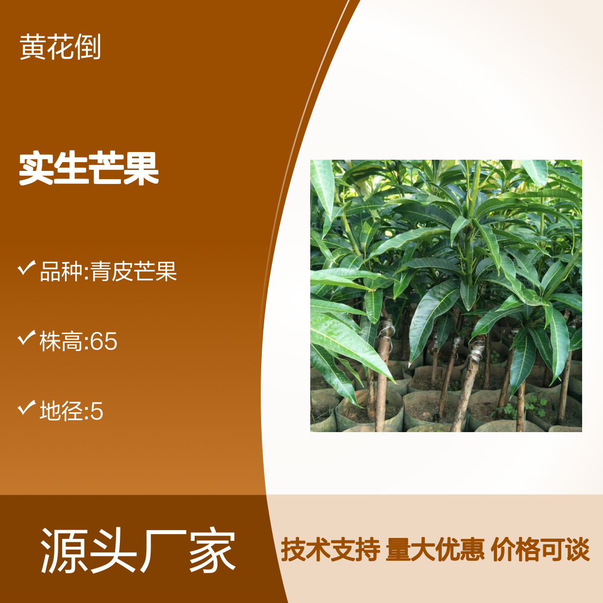 实生芒果树苗 现挖现卖可议价 品质优良 抗病力强