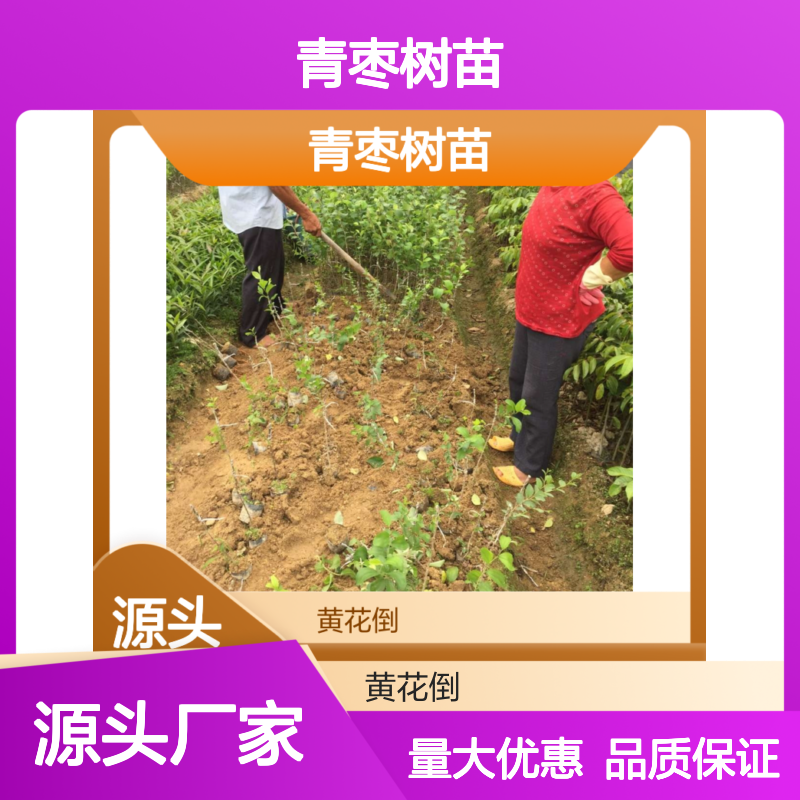 青枣树苗批发 高产稳产果形优美 脆甜可口 管理简单