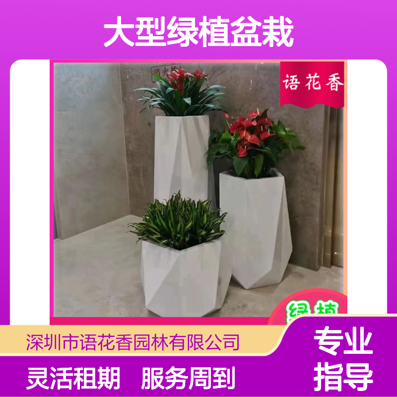 大型绿植盆栽租赁 花卉水培植物 室内外造景装饰 临时长期租摆服务