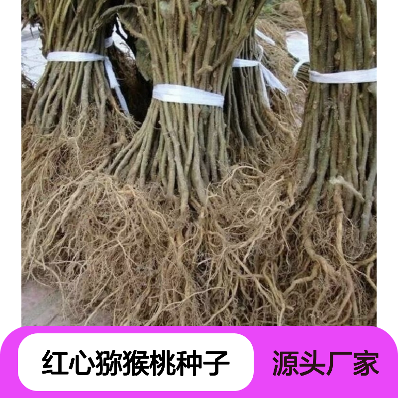 当年采收红心猕猴桃种子 自营基地免费技术指导