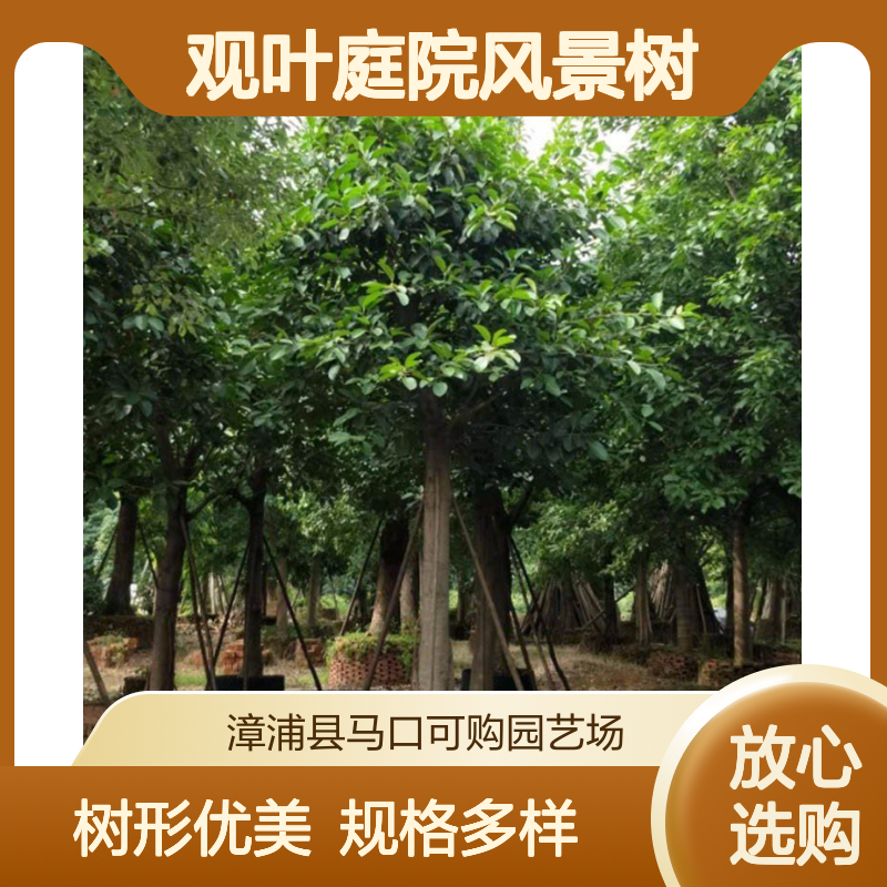 漳 州产高山榕货号01 胸径20观叶庭院风景树 3.6年树龄多规格可选