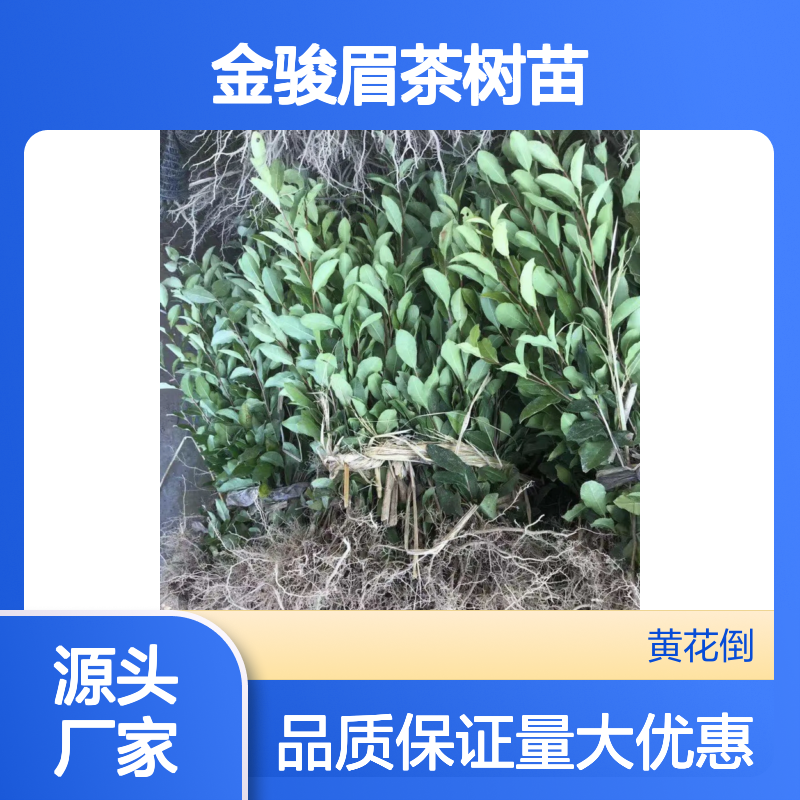 金骏眉茶树苗 基地直供 园林植物优选 常绿灌木