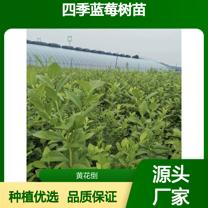 四季蓝莓树苗 批发种植园直供 丰产早产 抗寒极强