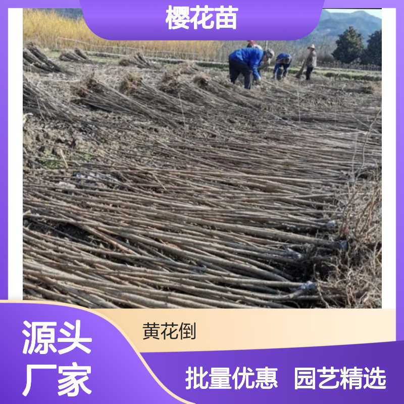 精选山樱花苗 花期长花色多 园艺优选 品种丰富