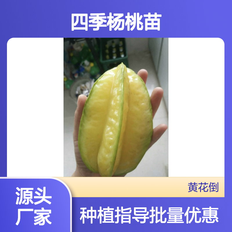 四季杨桃苗 基地直供 批量种植优选 技术指导 庭院造林