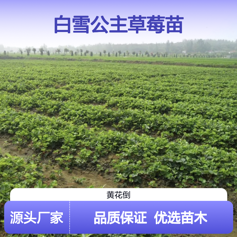 白雪公主草莓苗 早熟大果丰产品种 风味酸甜 肉质上等
