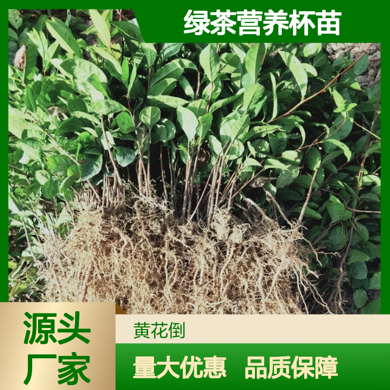春波绿茶营养杯苗 多年生根系发达 成活率高 规格齐全