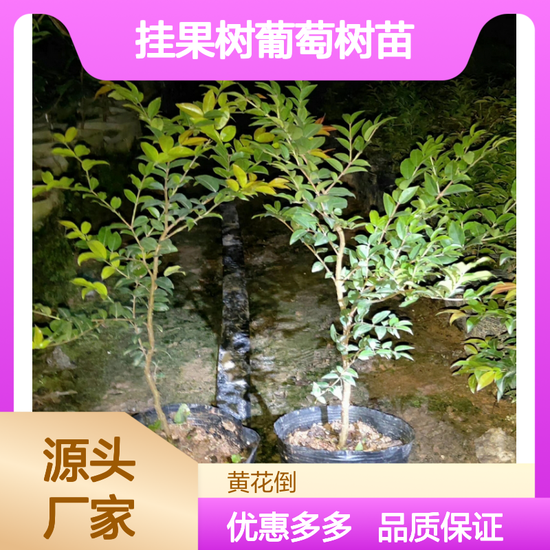 嘉宝果挂果树苗 四季开花结果 观赏性强 食用价值