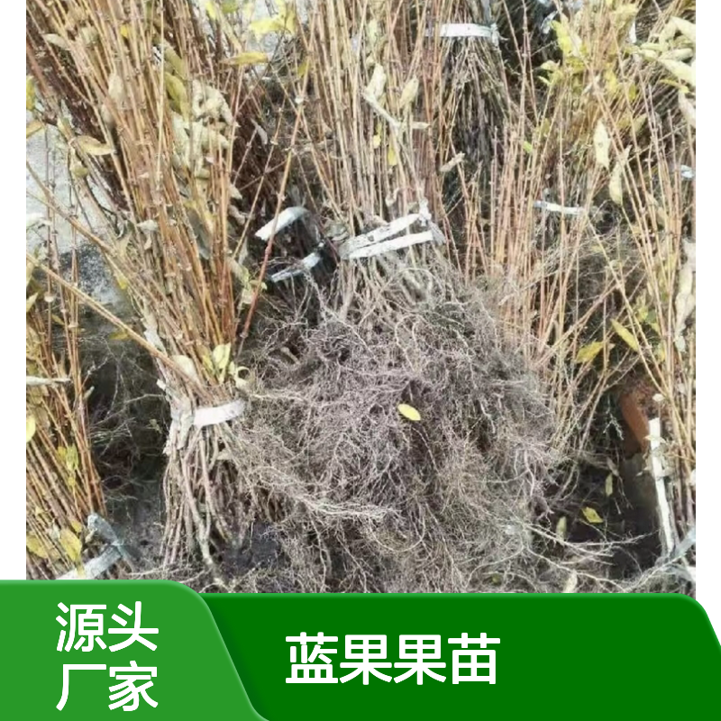蓝果果苗基地直供 优质蓝靛果苗 抗寒性强 管理简单