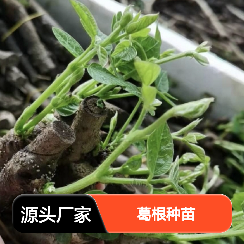 批发葛根种苗 粗壮藤本植物 园林优选 生长旺盛