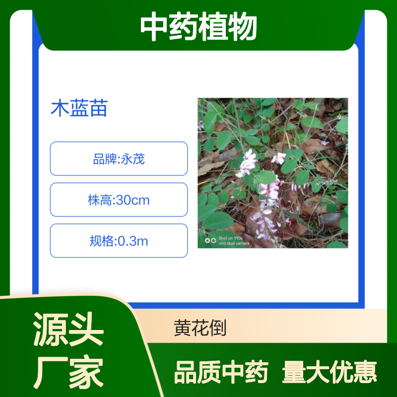 木蓝苗 产地直供 品质中药植物 株高30cm叶卵状形