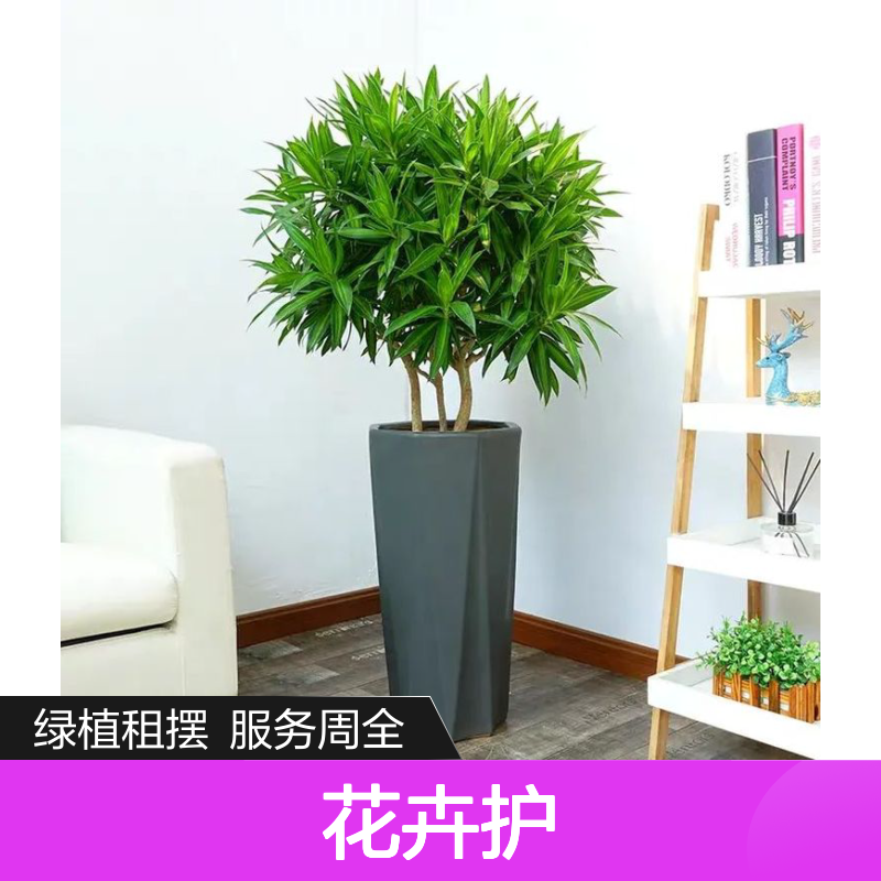 南韵竹风绿植租摆 承接绿化工程 品种多样 成活率高