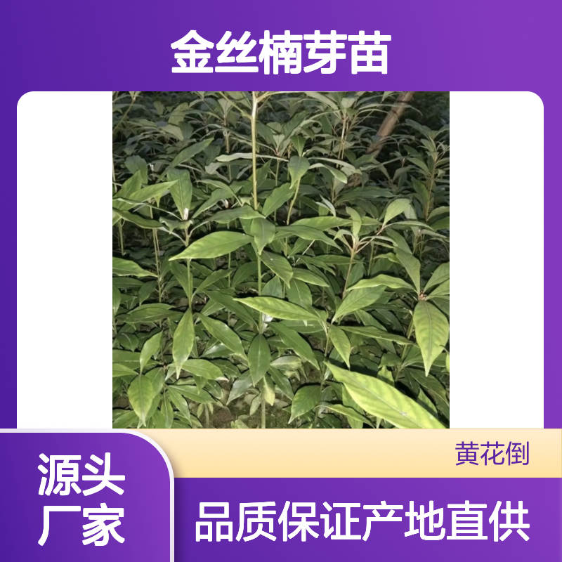 苗木合作社自营金丝楠芽苗 苗圃产地直供品质保证种植技术分享