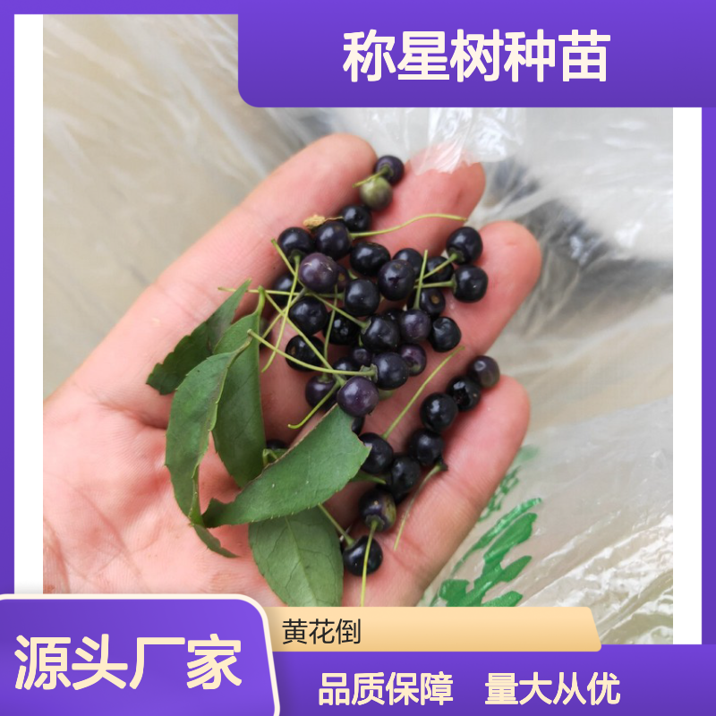 称星树种苗 百亩基地直供 批发零售 园林优选 落叶灌木
