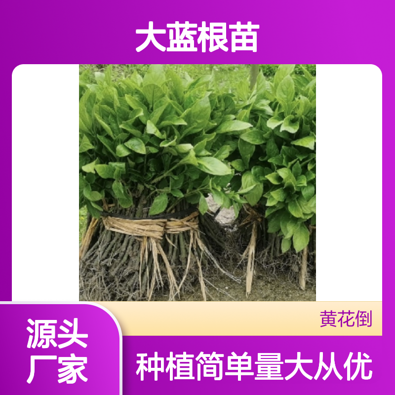 大蓝根苗 百亩种植园直供 品质优良 易于管理 生长迅速