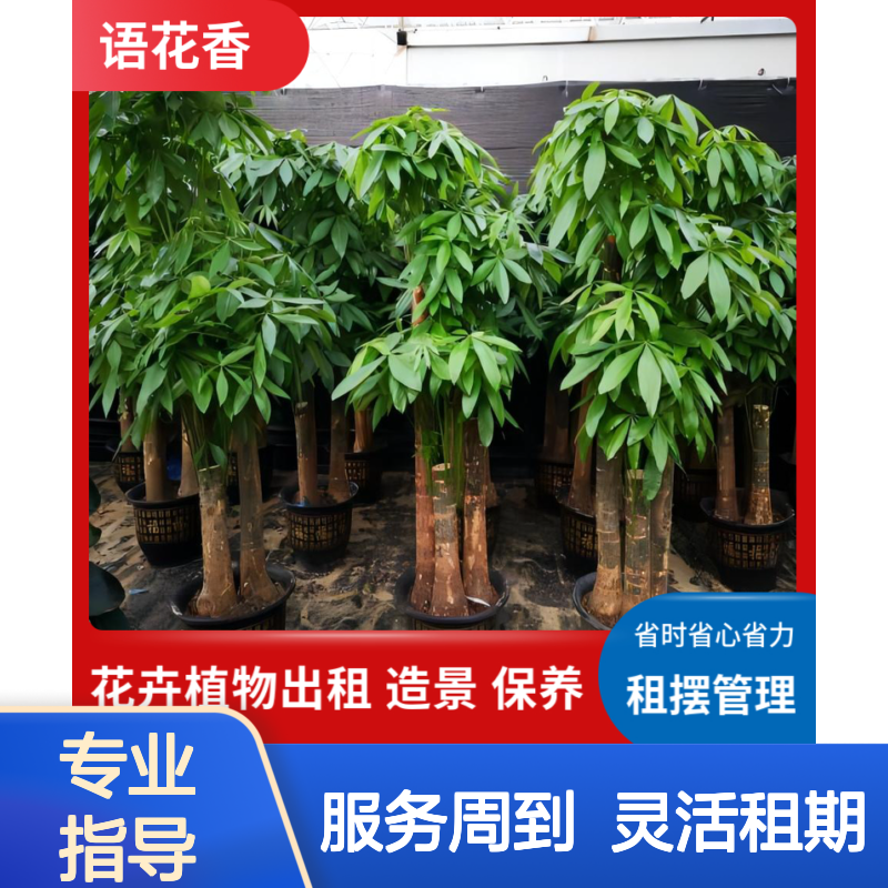 绿植养护出租服务 省时省心 长期短期租摆 承接各类绿化工程