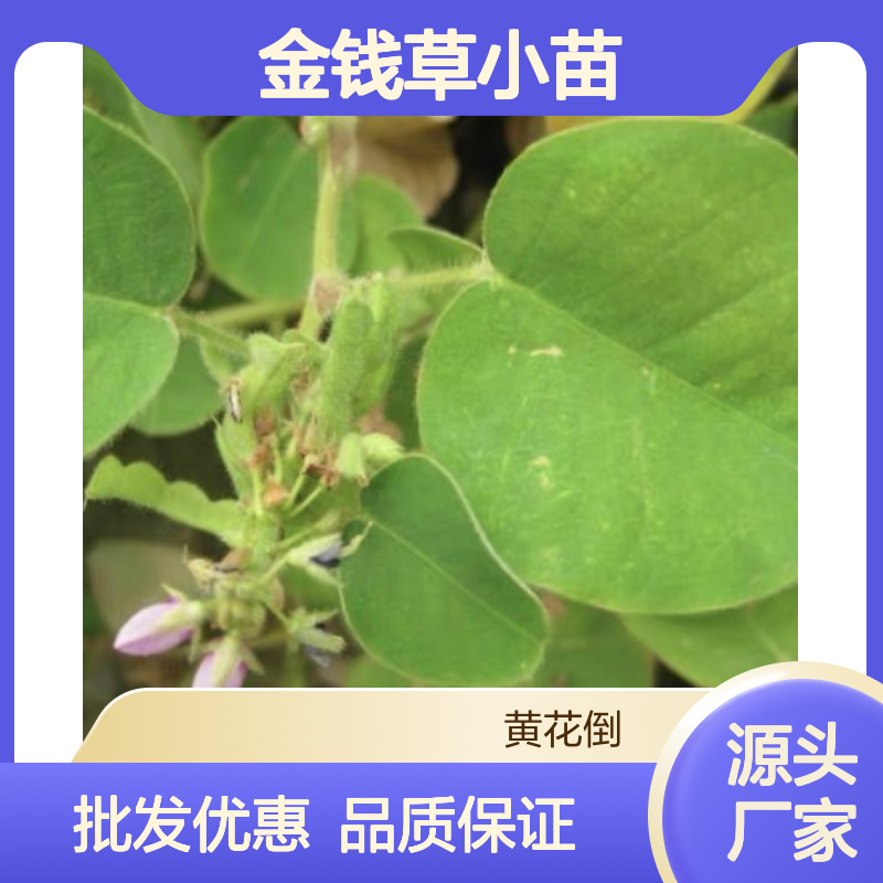 金钱草小苗 基地直供 批发优选 成活率高 管理简便