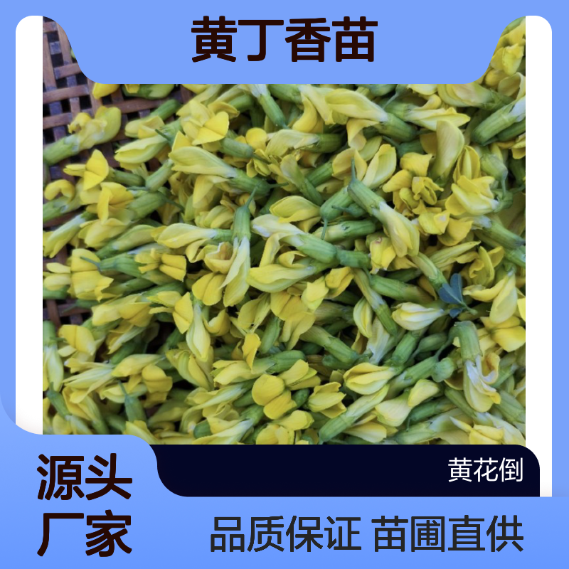 农户直供黄丁香苗 苗圃产地直供品质保证种植技术分享