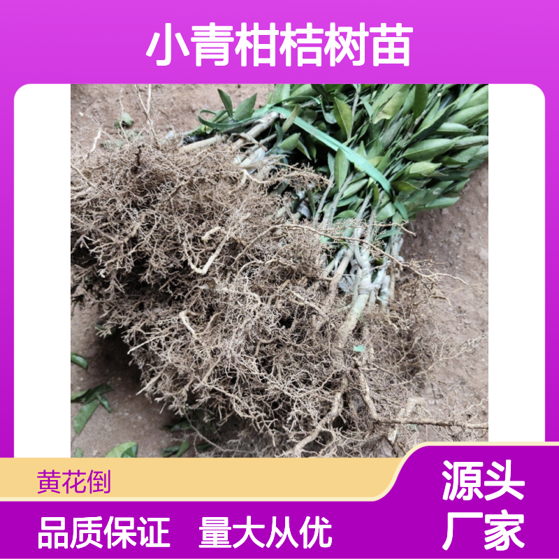 小青柑桔树苗 嫁接繁育 果实鲜美 生态种植 土壤改良
