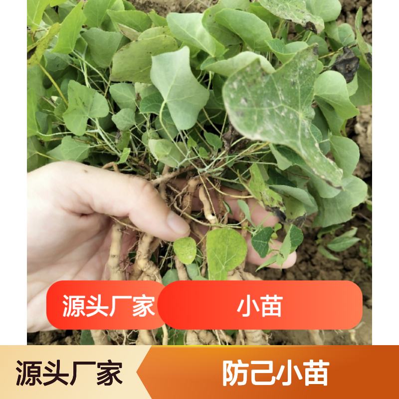 粉防己小苗 园林植物常绿灌木 生长旺盛 药用价值