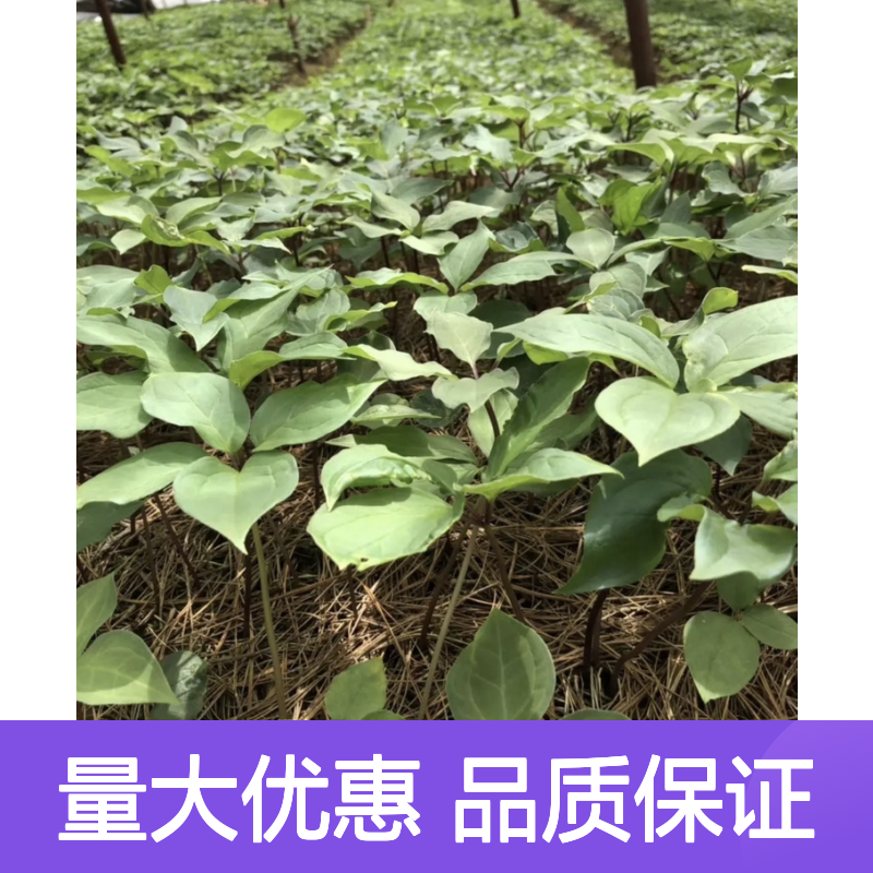 高杆重楼苗 批发基地直供 健壮无病虫害 技术指导