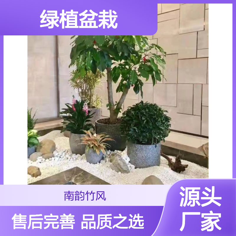 南韵竹风绿植盆栽 承接绿化工程 成活率高 品质如一
