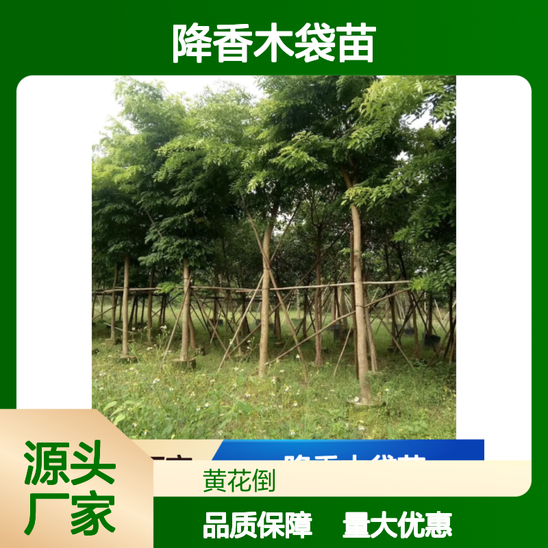 降香木袋苗珍稀树种 纹理美观高档家具制作 色泽柔和