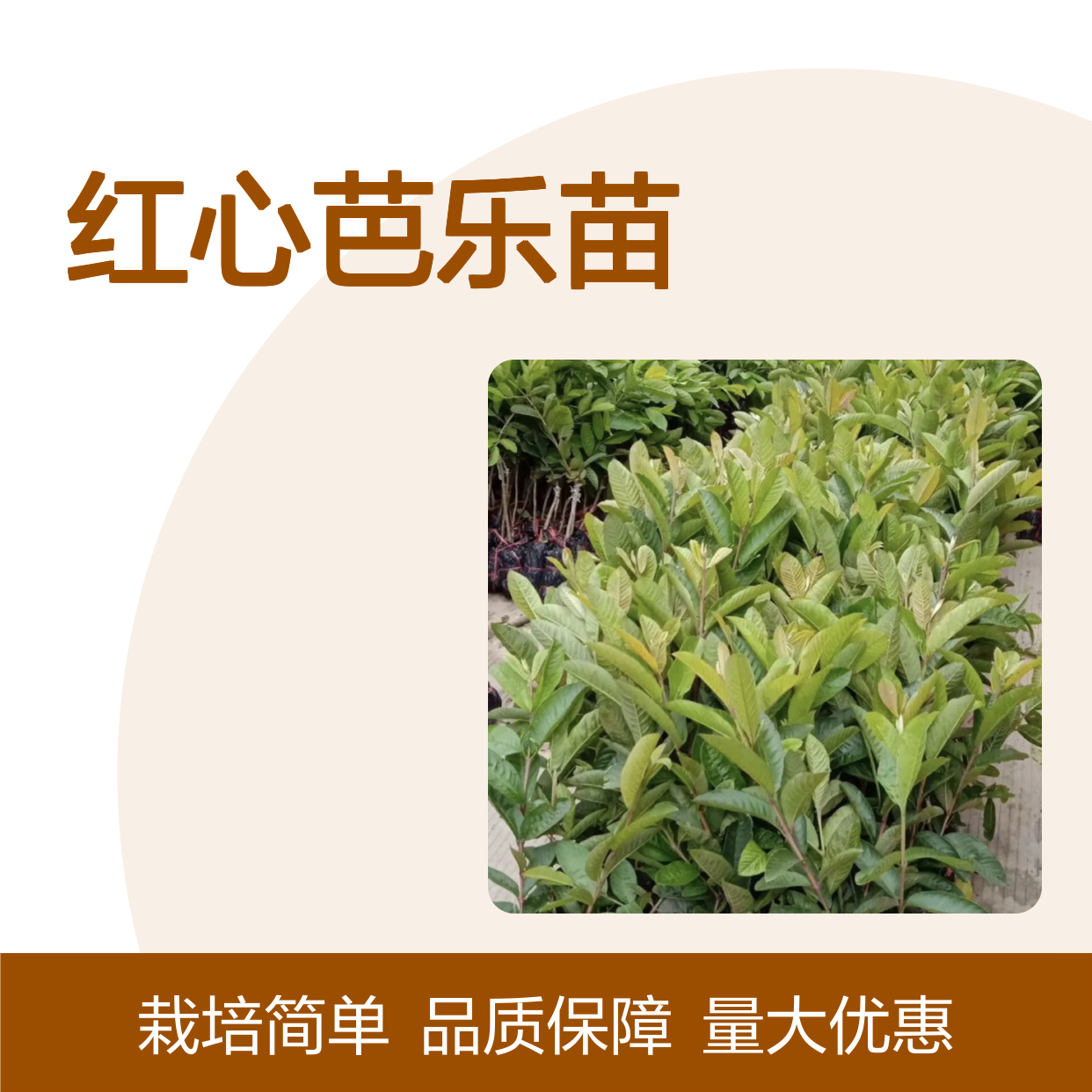 红心芭乐苗 园林种植优选 易于栽培 成活率高 营养丰富