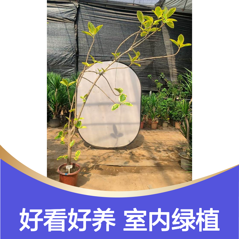 黄金榕盆景 网红植物 室内绿植租摆新型品种 好看好养易打理 南韵竹风