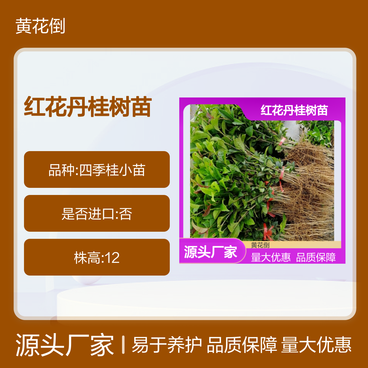 红花丹桂树苗 批发种植园直供 成活率高 生长旺盛