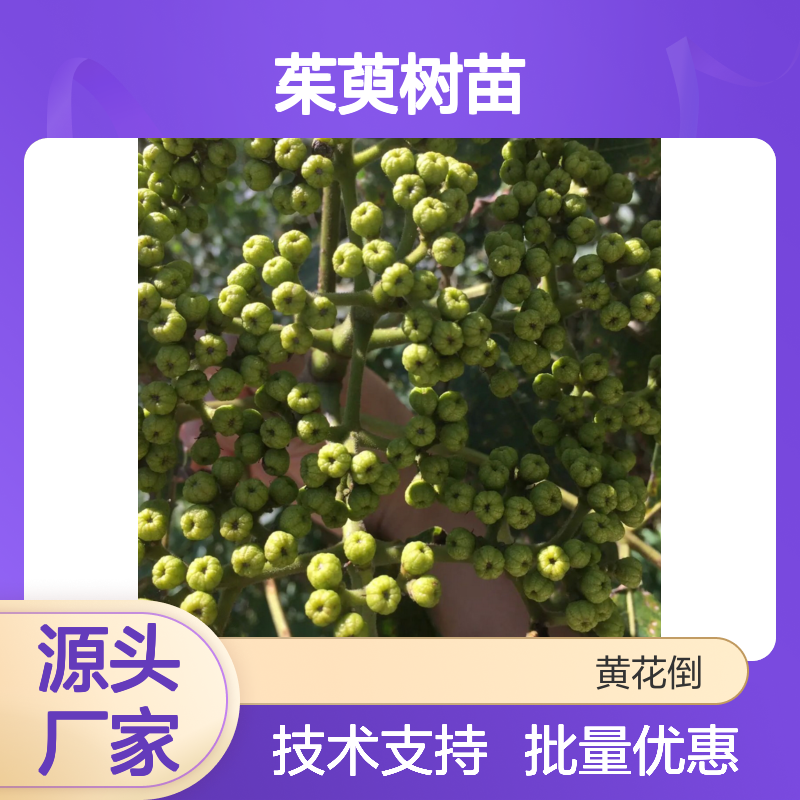 批发茱萸树苗 园林优选 基地直发 成活率高 专业修剪