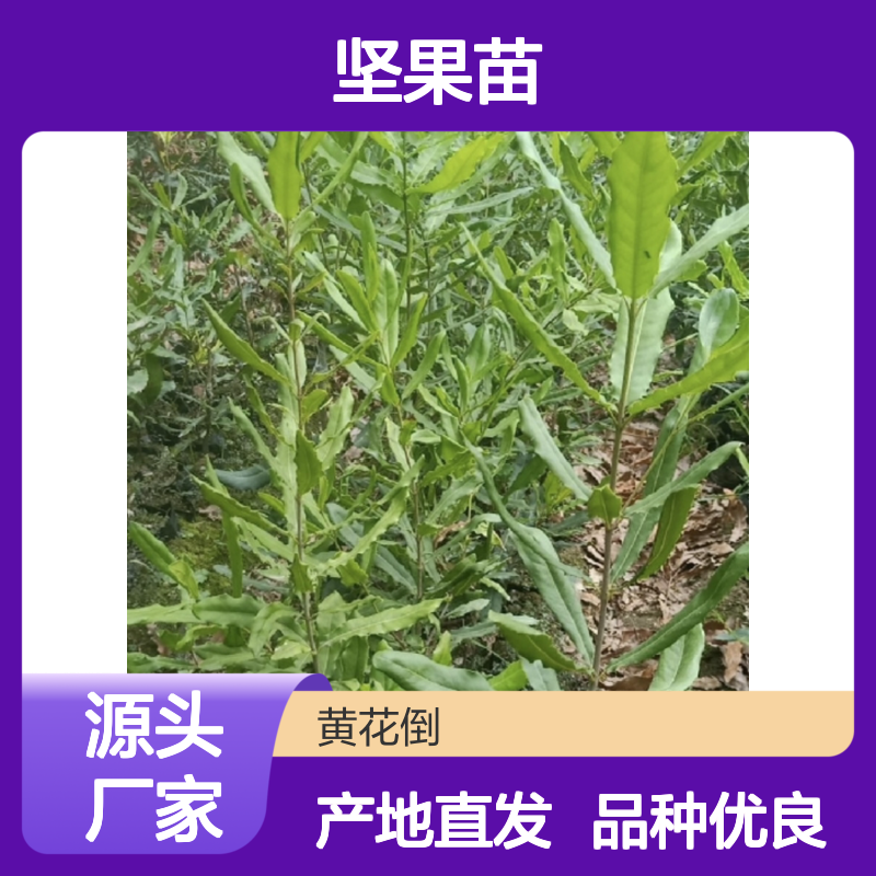 澳洲坚果苗 百亩基地直供 品质优良 种植专业 管理科学