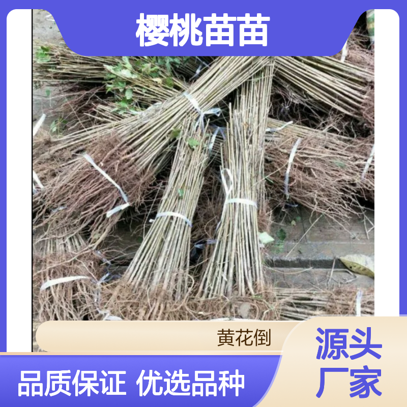 甜樱桃苗 果实大 酸甜爽口 高产稳产 抗寒抗旱 广泛适应