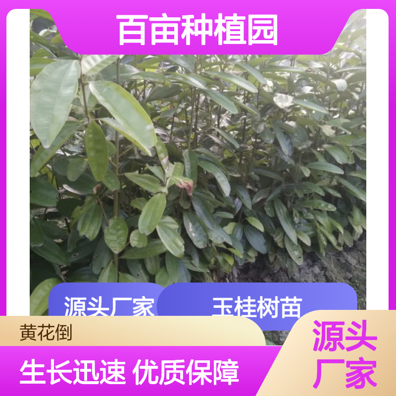 玉桂树苗 批发供应 百亩种植园直供 品质优良 生长迅速