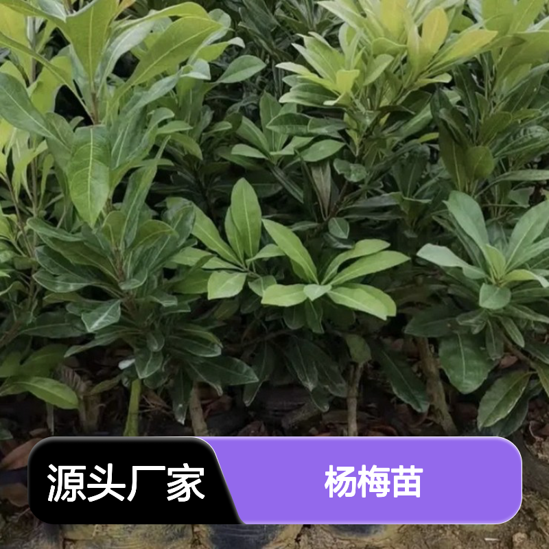 杨梅苗芽苗 种植成本低 荒山农田可种 适应性强