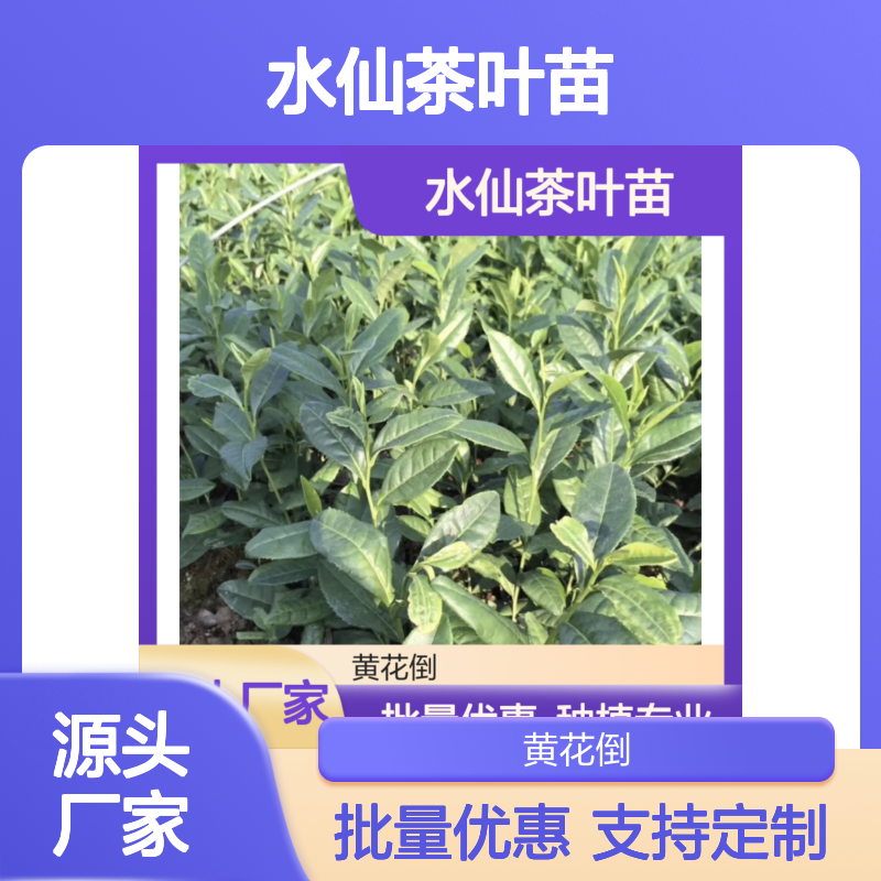 百亩基地水仙茶叶苗 专业种植品质保证 技术成熟