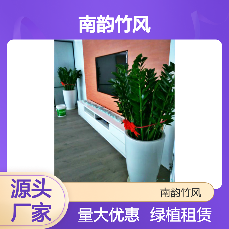 金钱树 办公室绿植租赁常用品种 规格齐全 南韵竹风 可店面挑选