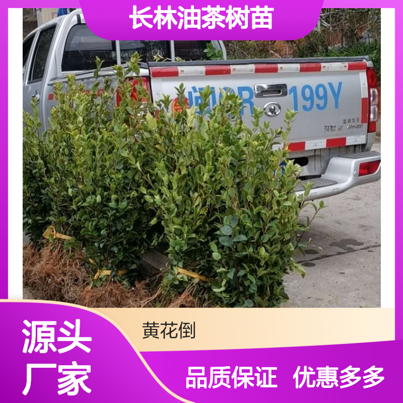 长林油茶树苗 高产嫁接品种 果大皮薄 适应性强