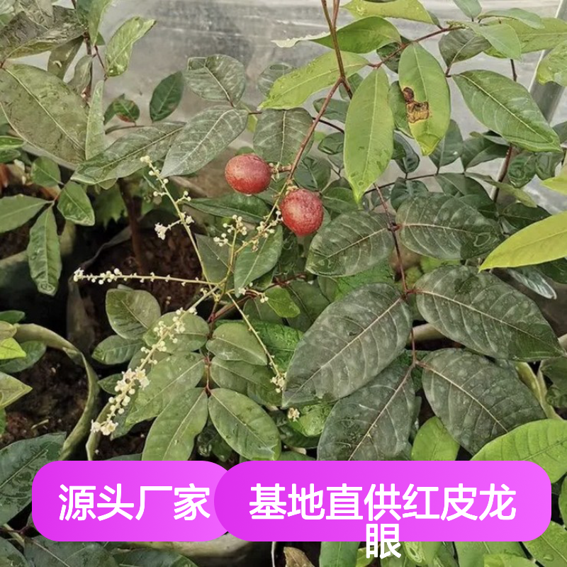 基地直供红皮龙眼直生树苗 送货上门包邮 欢迎来电洽谈经验分享
