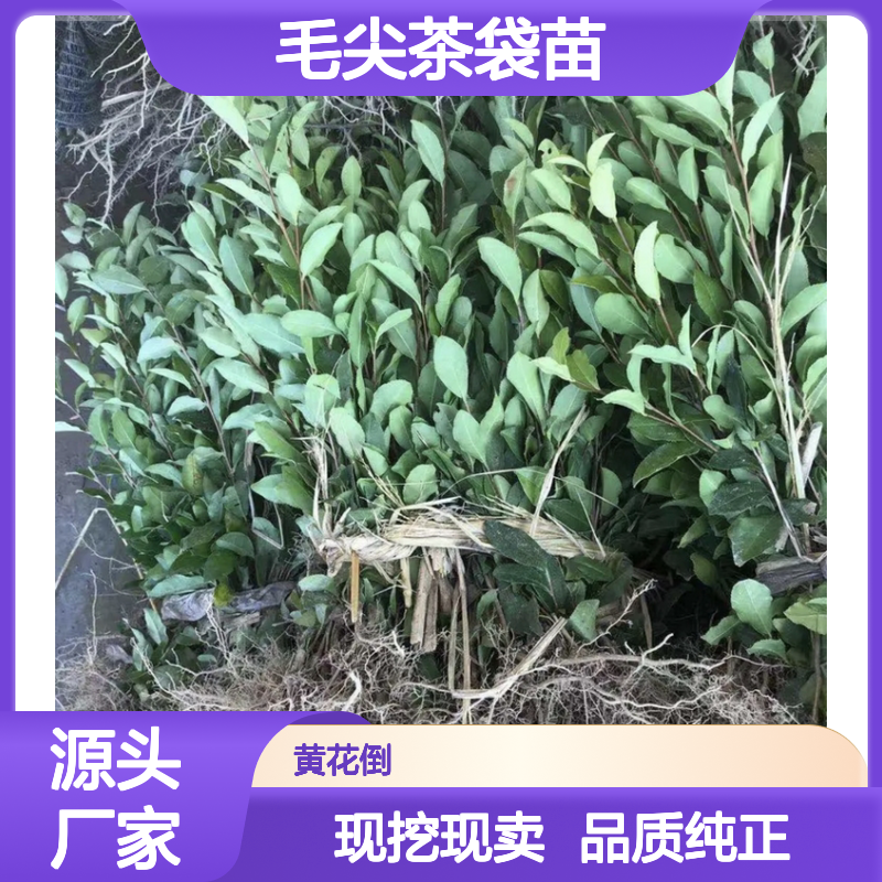 现挖现卖毛尖茶袋苗 基地直发包教种植管理技术品质纯正可票