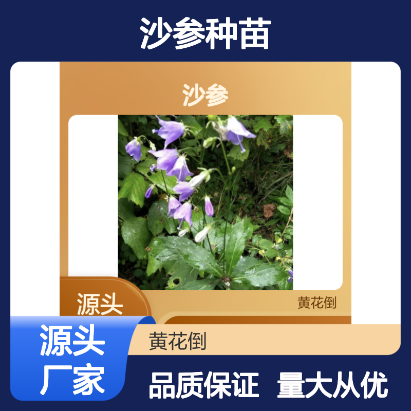 基地直供沙参种苗 根系发达 品种齐全 园林药用