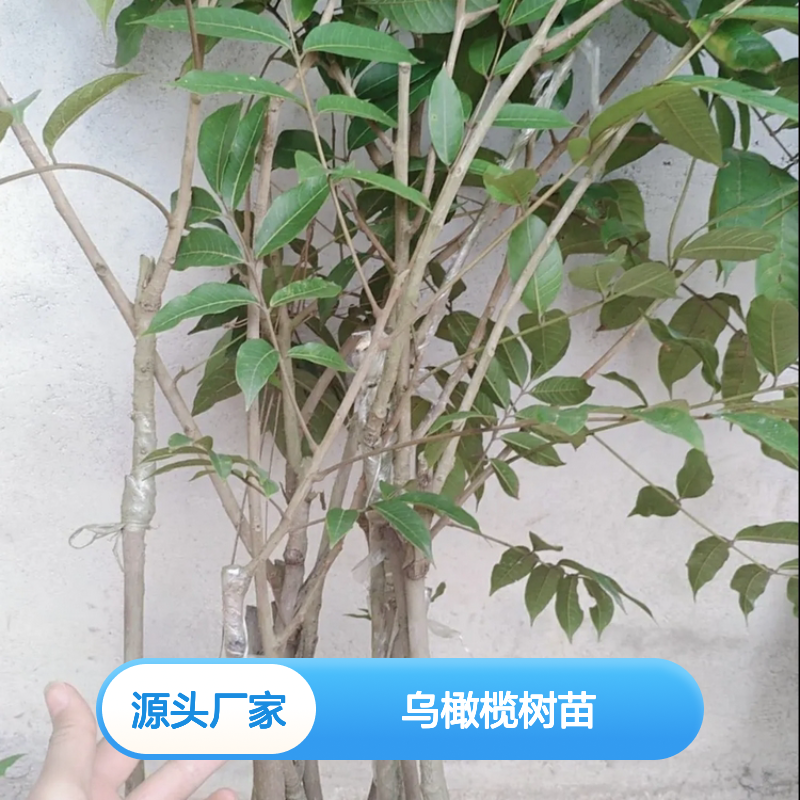 乌橄榄树苗 嫁接苗 果园优选 高产稳产 易于管理