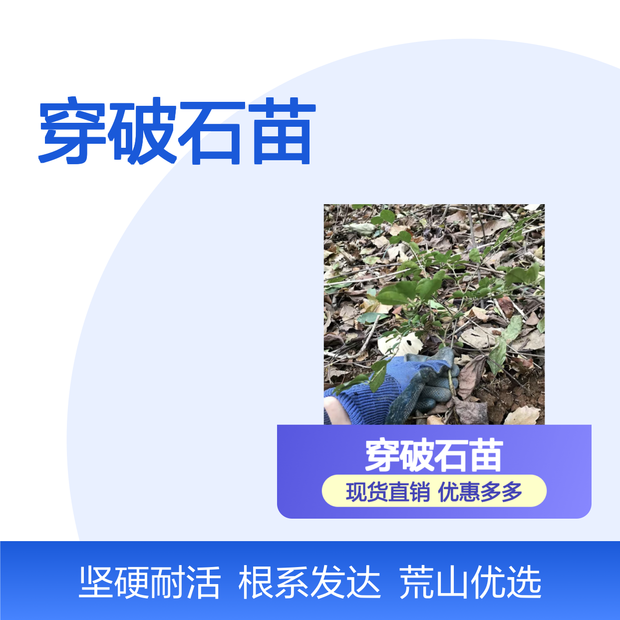 穿破石苗 荒山农田种植 生长缓慢 根系发达 木部坚硬