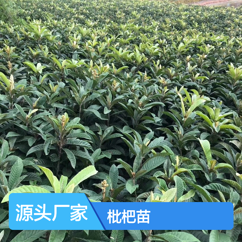 早钟6号枇杷苗 优质果树苗木 易于种植 高产稳产